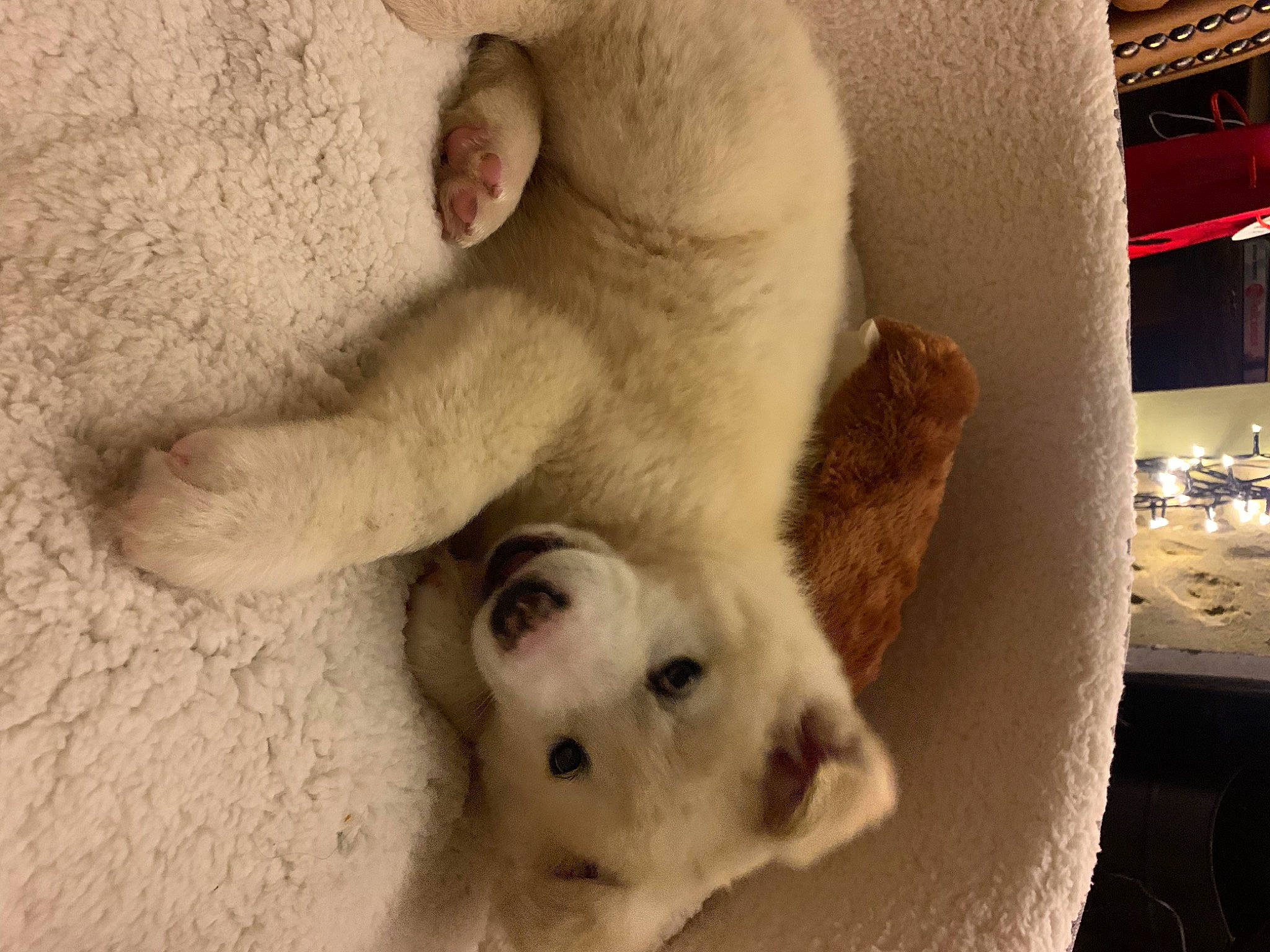 Douglas joined the competition — help win amazing prizes! canidae, carnivore, cat, claw, comfort, companion_dog, dog, dog_breed, domestic_short_haired_cat, fawn, felidae, foot, fur, paw, small_to_medium_sized_cats, snout, sporting_group, tail, terrestrial_animal, whiskers