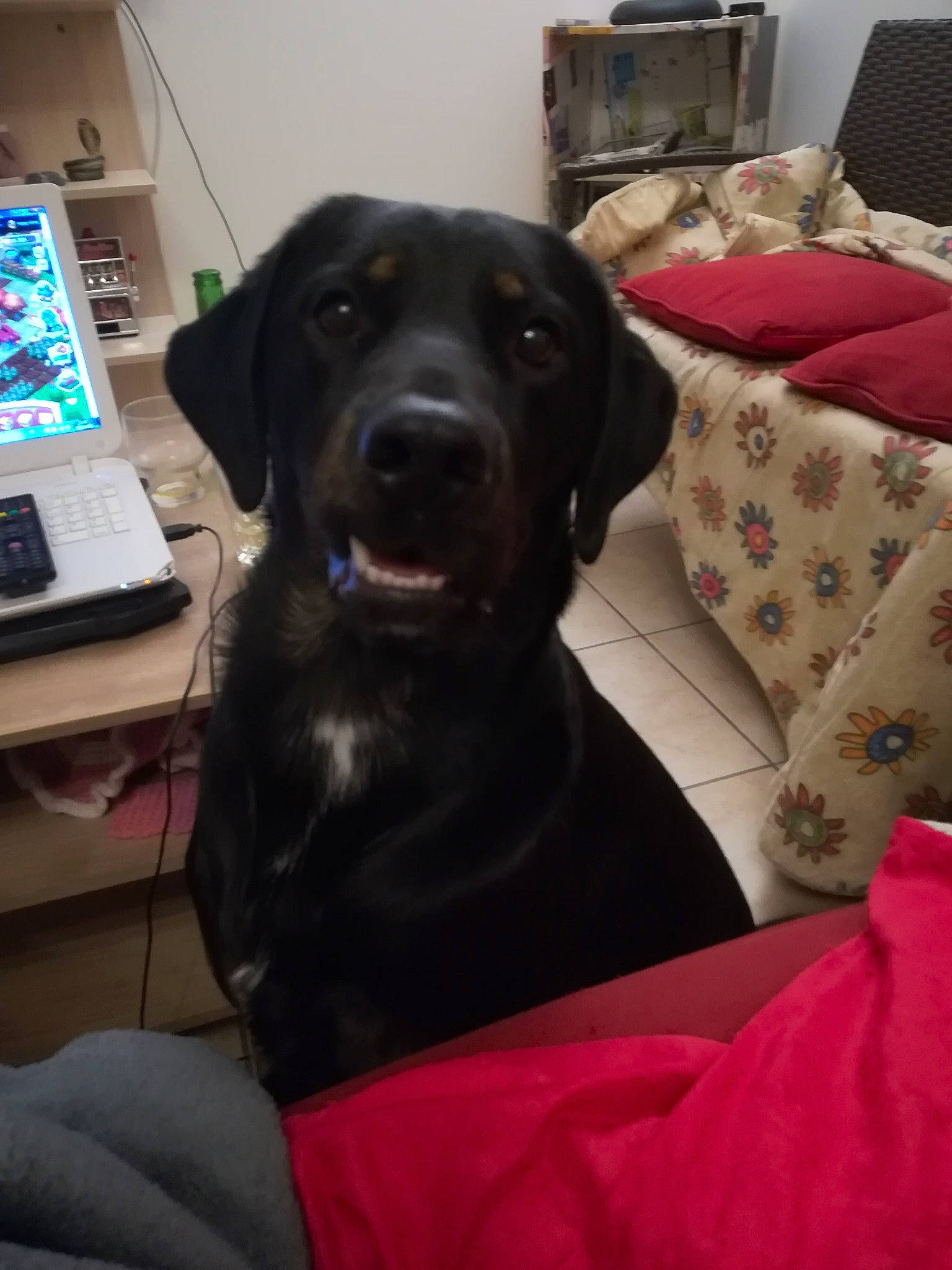 Nounours participe au concours pour gagner de l'argent avec cette photo : answering_machine, borador, canidae, carnivore, comfort, communication_device, companion_dog, computer_keyboard, corded_phone, couch, desk, dog, dog_breed, fur, input_device, liver, office_equipment, telephone, telephony, working_animal