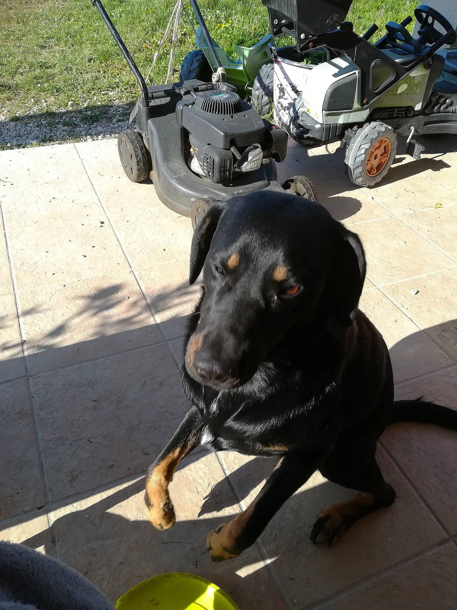 Nounours a rejoint le concours — aidez-le/la à gagner de superbes lots ! asphalt, automotive_lighting, automotive_tire, carnivore, collar, companion_dog, dog, dog_breed, dog_collar, fender, green, light, personal_protective_equipment, plant, road_surface, snout, sporting_group, tire, vehicle, working_animal