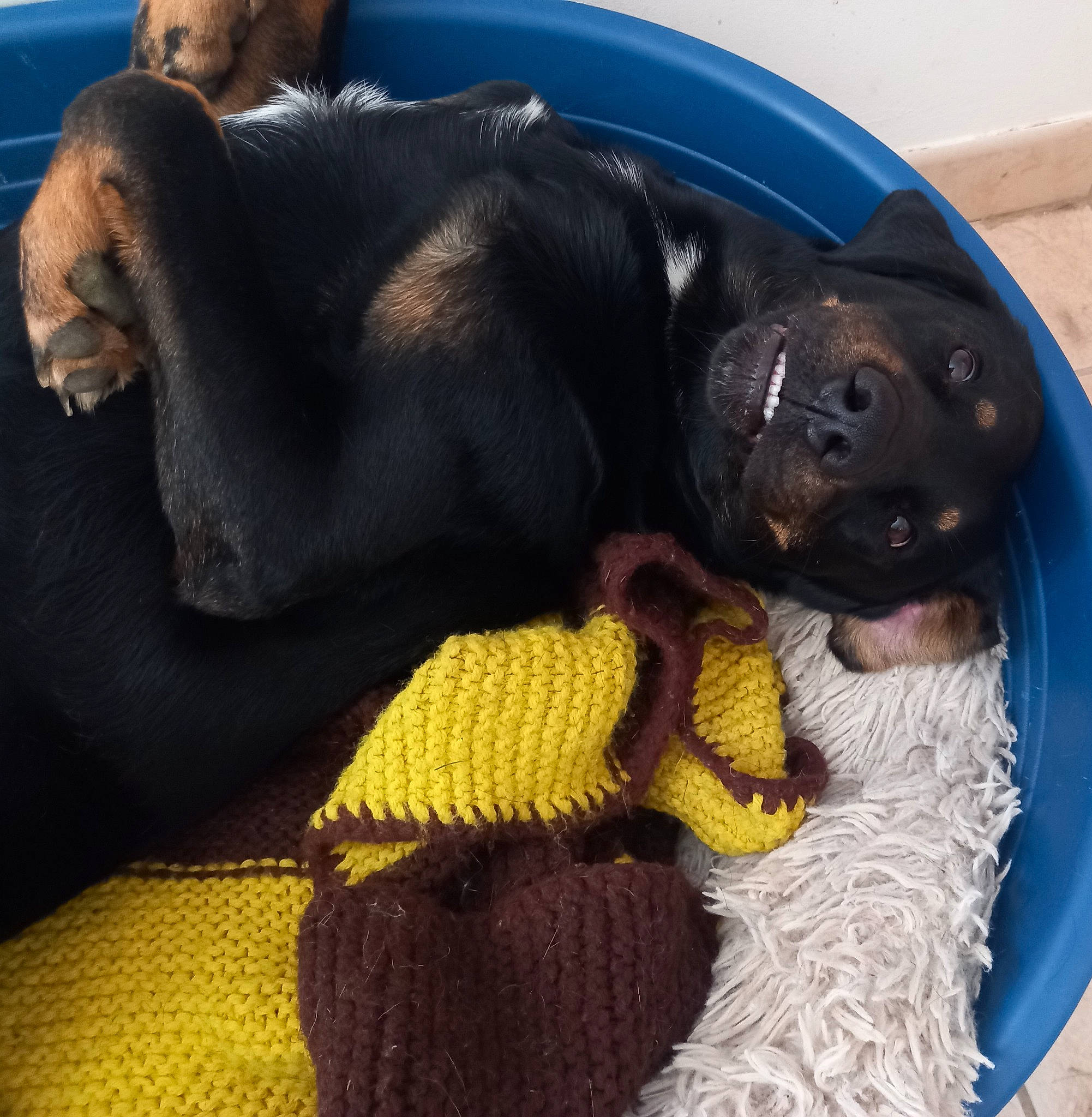 Nounours a rejoint le concours — aidez-le/la à gagner de superbes lots ! canidae, carnivore, comfort, companion_dog, dog, dog_breed, fawn, fur, guard_dog, linens, nap, puppy, snout, sporting_group, tail, terrestrial_animal, toy_dog, woolen, working_animal, woven_fabric