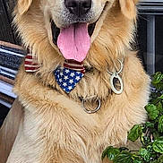 Dakota joined the competition — help win amazing prizes! dog, golden_retriever, pet, animal, tongue_out, bowtie, patriotic, stars, stripes, fur, friendly, domestic_animal, canine, sitting, portrait, closeup, indoor, plant, window, collar