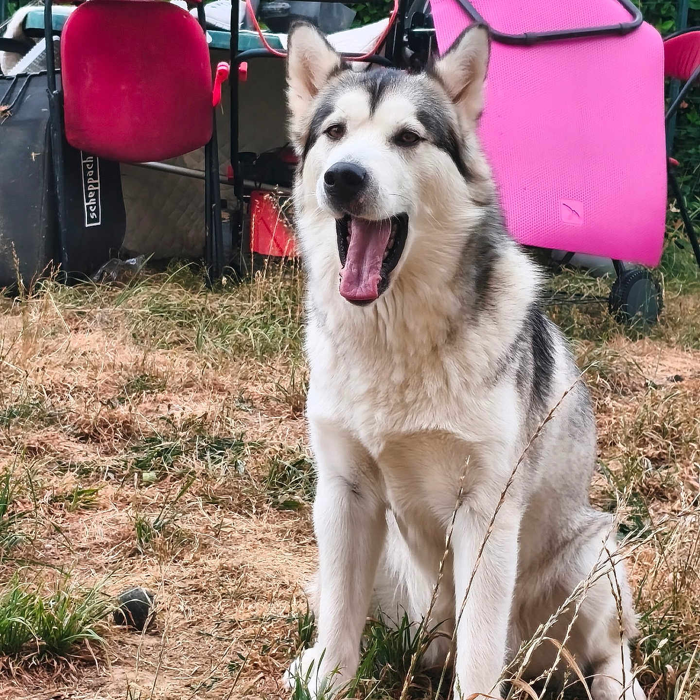 Aïka a rejoint le concours — aidez-le/la à gagner de superbes lots ! dog, husky, sitting, outdoor, grass, furniture, chair, pink_cloth, yard, pet, animal, happy, tongue, mouth_open, nature, greenery, playful, domestic_animal, fur, canine