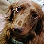 Hershey is registered to the contest to win money with this photo: dog, brown_dog, close_up, pet, collar, fluffy, fur, canine, animal, indoors, blanket, soft, cute, companion, lying_down, face, ears, eyes, nose, portrait