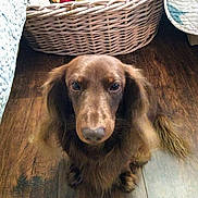 Hershey joined the competition — help win amazing prizes! dog, dachshund, brown_dog, long_hair, pet, animal, floor, wood_floor, basket, blanket, indoors, cute, looking_up, waiting, companion, domestic_animal, fur, ears, nose, canine