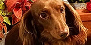 Hershey is registered to the contest to win money with this photo: dog, dachshund, long_hair, pet, animal, brown_fur, eyes, face, ears, plant, flower, greenery, leaf, indoor, blanket, cozy, portrait, close_up, cute, fur