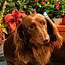 dog, dachshund, long_hair, pet, animal, brown_fur, eyes, face, ears, plant, flower, greenery, leaf, indoor, blanket, cozy, portrait, close_up, cute, fur