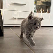 Asya participe au concours pour gagner de l'argent avec cette photo : kitten, gray_cat, floor, tile, walking, pet, indoor, curious, young, feline, whiskers, ears, animal, cabinet, kitchen, domestic, cute, small, fur, household
