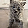 Asya a rejoint le concours — aidez-le/la à gagner de superbes lots ! kitten, gray_fur, cat, pet, indoor, floor, curious, young, animal, cute, small, fur, whiskers, ears, eyes, mammal, domestic, portrait, standing, adorable