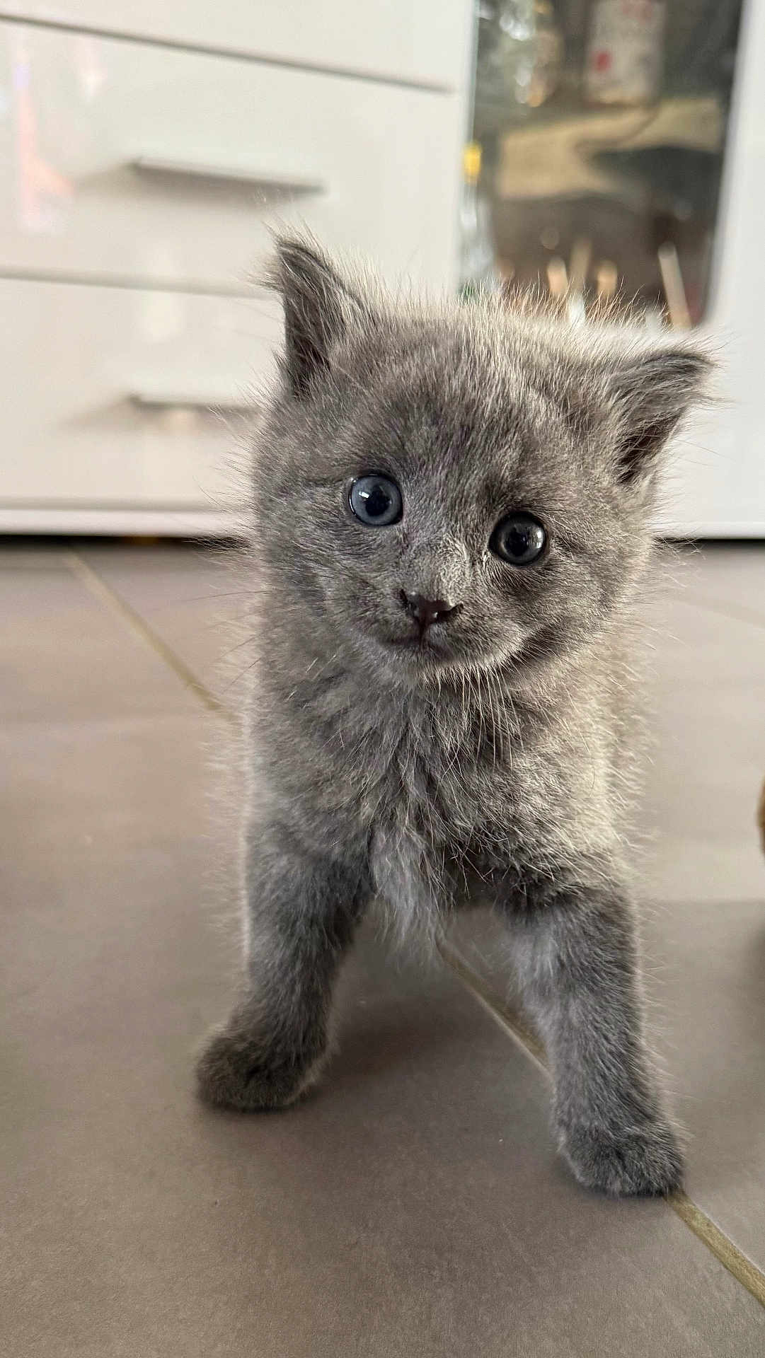 Asya a rejoint le concours — aidez-le/la à gagner de superbes lots ! kitten, gray_fur, cat, pet, indoor, floor, curious, young, animal, cute, small, fur, whiskers, ears, eyes, mammal, domestic, portrait, standing, adorable