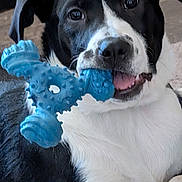 Mystic is registered to the contest to win money with this photo: animal, black_and_white, blue_toy, canine, chewing, close_up, cute, dog, domestic_animal, ears, face, fur, happy, indoor, mouth, paw, pet, playful, toy, young_dog