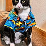 cat, tuxedo_cat, clothing, hawaiian_shirt, indoor, carpet, pet, animal, black_and_white, sitting, cute, portrait, feline, whiskers, yellow_eyes, fashion, household, door, wall, wood_trim