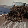 cat, tabby, sleeping, bed, white_sheet, indoor, cozy, feline, resting, closeup, animal, pet, fur, whiskers, ears, pillow, couch, home, relaxation, quiet