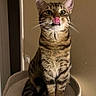 Pepper participe au concours pour gagner de l'argent avec cette photo : cat, tabby, pet, animal, cute, whiskers, tongue, indoor, feline, fur, ears, eyes, sitting, cozy, cat_tree, playful, adorable, home, closeup, portrait