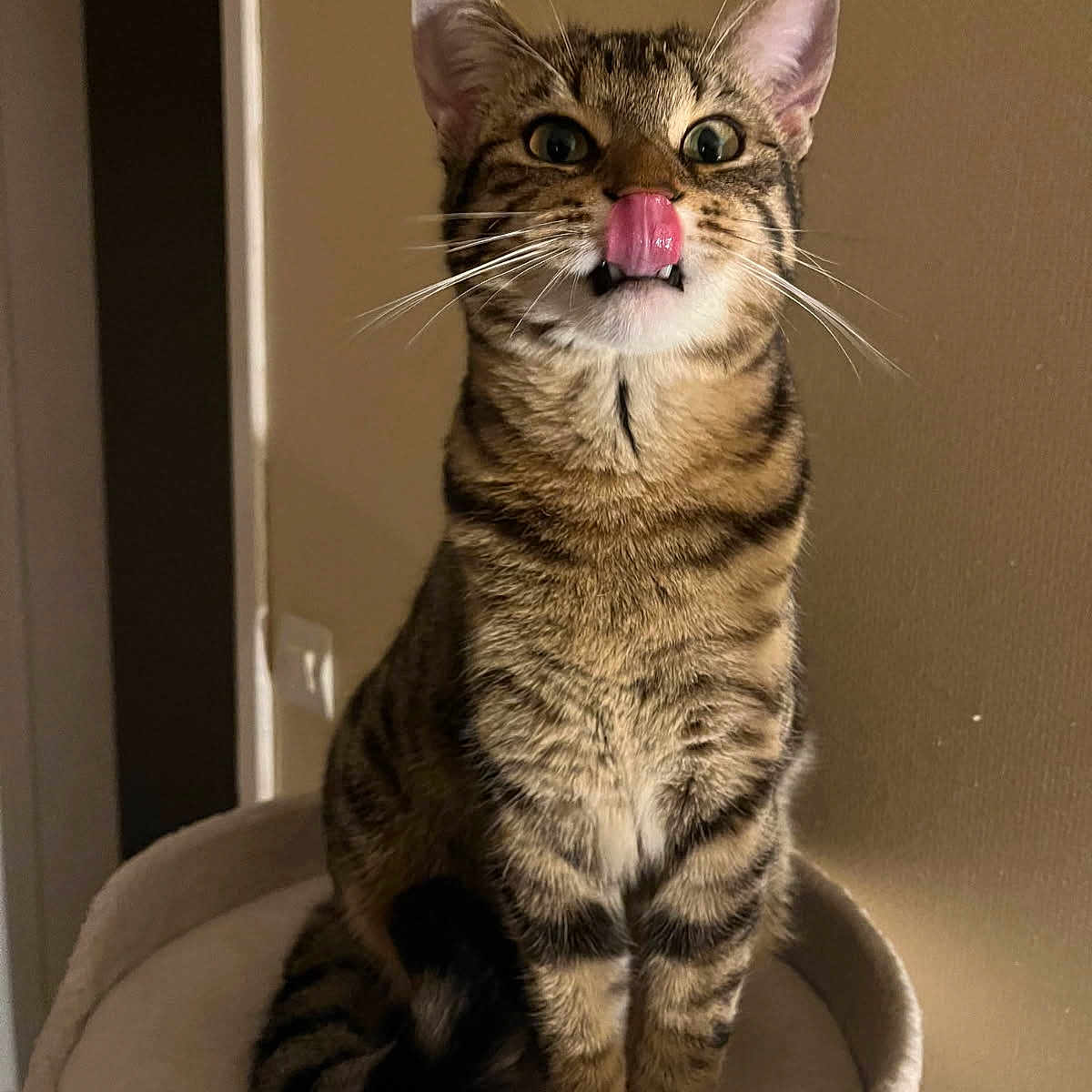 Pepper participe au concours pour gagner de l'argent avec cette photo : cat, tabby, pet, animal, cute, whiskers, tongue, indoor, feline, fur, ears, eyes, sitting, cozy, cat_tree, playful, adorable, home, closeup, portrait
