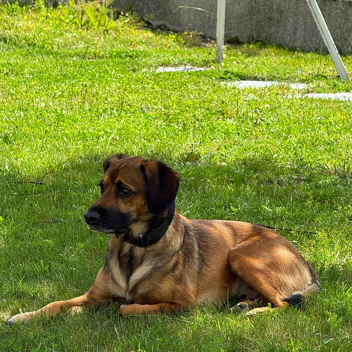 Sisko participe au concours pour gagner de l'argent avec cette photo : alert, animal, brown_coat, canine, collar, daylight, dog, domestic, fence, garden, grass, lawn, nature, outdoor, pet, quiet, relaxed, resting, summer, sunlight