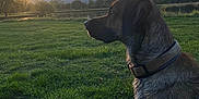 Sisko a rejoint le concours — aidez-le/la à gagner de superbes lots ! animal, calm, canine, collar, dog, evening, field, grass, hill, landscape, mammal, nature, outdoor, pet, quiet, serene, silhouette, sky, sunset, tree