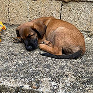 Sisko participe au concours pour gagner de l'argent avec cette photo : puppy, dog, sleeping, brown_fur, curled_up, concrete, outdoor, wall, resting, young_dog, pet, animal, canine, closeup, texture, quiet, peaceful, cute, small, nature