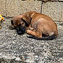 puppy, dog, sleeping, brown_fur, curled_up, concrete, outdoor, wall, resting, young_dog, pet, animal, canine, closeup, texture, quiet, peaceful, cute, small, nature