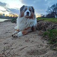 Flea participe au concours pour gagner de l'argent avec cette photo : animal, australian_shepherd, blue_eyes, canine, cloudy_sky, dog, ears, fur, grass, landscape, muzzle, nature, outdoor, pet, quiet, relaxing, riverbank, sand, sunset, trees