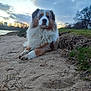 animal, australian_shepherd, blue_eyes, canine, cloudy_sky, dog, ears, fur, grass, landscape, muzzle, nature, outdoor, pet, quiet, relaxing, riverbank, sand, sunset, trees
