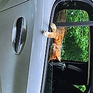 Tornade a rejoint le concours — aidez-le/la à gagner de superbes lots ! auto_part, automotive_design, automotive_exterior, automotive_lighting, automotive_mirror, automotive_side_view_mirror, automotive_tire, car, carnivore, door, door_handle, family_car, fender, gas, hood, motor_vehicle, rim, tints_and_shades, vehicle, vehicle_door