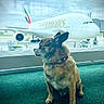dog, small_dog, pet, airport, airplane, emirates, window, carpet, indoor, terminal, travel, waiting, animal, canine, collar, bell, cloudy_sky, transportation, vehicle, luggage_cart