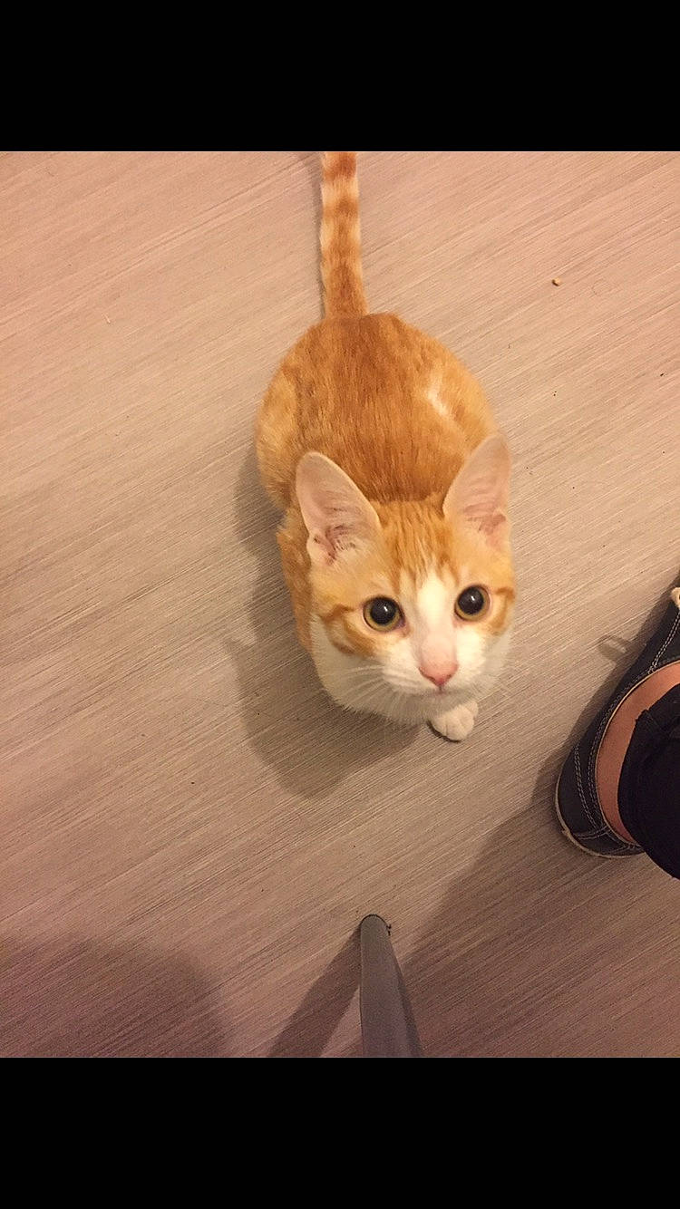 Albus participe au concours pour gagner de l'argent avec cette photo : aegean_cat, arabian_mau, asian, carnivore, cat, domestic_short_haired_cat, european_shorthair, fawn, felidae, fur, german_rex, kitten, ojos_azules, small_to_medium_sized_cats, tabby_cat, tail, whiskers, wood