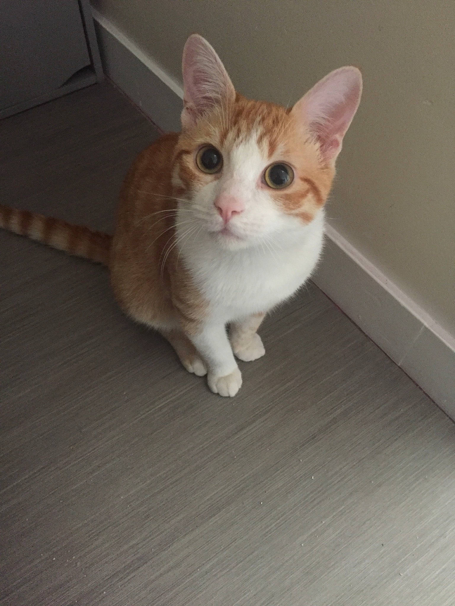 Albus a rejoint le concours — aidez-le/la à gagner de superbes lots ! aegean_cat, american_wirehair, arabian_mau, carnivore, cat, domestic_short_haired_cat, european_shorthair, eye, fawn, felidae, floor, kitten, mammal, paw, polydactyl_cat, skin, small_to_medium_sized_cats, tabby_cat, whiskers, wood