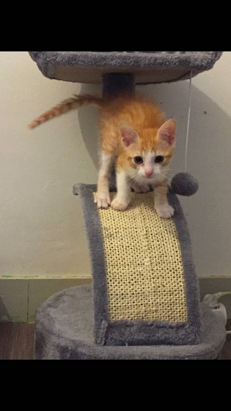 Albus a rejoint le concours — aidez-le/la à gagner de superbes lots ! aegean_cat, asian, carnivore, cat, domestic_short_haired_cat, european_shorthair, fawn, felidae, fur, kitten, mammal, ojos_azules, polydactyl_cat, singapura, small_to_medium_sized_cats, tabby_cat, tail, turkish_van, whiskers