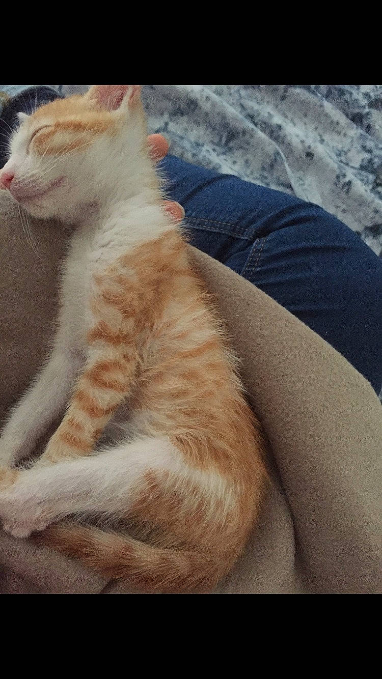 Albus participe au concours pour gagner de l'argent avec cette photo : aegean_cat, arabian_mau, asian, carnivore, cat, domestic_short_haired_cat, ear, european_shorthair, facial_expression, fawn, felidae, fur, german_rex, kitten, mammal, small_to_medium_sized_cats, tail, turkish_angora, turkish_van, whiskers