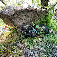 Delilah joined the competition — help win amazing prizes! cat, black_cat, grass, rock, tree, outdoor, nature, leaf, person, harness, animal, pet, greenery, sunlight, wildlife, resting, mammal, fur, closeup, daytime