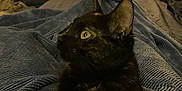 Delilah is registered to the contest to win money with this photo: cat, tortoiseshell_cat, blanket, blue_blanket, indoor, furniture, chair, clothing, bed, yellow_eyes, pet, animal, cozy, relaxed, looking_away, home, domestic, texture, soft, resting