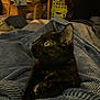 cat, tortoiseshell_cat, blanket, blue_blanket, indoor, furniture, chair, clothing, bed, yellow_eyes, pet, animal, cozy, relaxed, looking_away, home, domestic, texture, soft, resting
