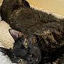 Delilah is registered to the contest to win money with this photo: cat, tortoiseshell, pet, sleeping, resting, feline, fur, indoor, bed, cozy, relaxed, closeup, animal, whiskers, ears, yellow_eyes, soft, comfort, lazy, nap