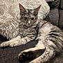 Meeka joined the competition — help win amazing prizes! cat, tabby, fluffy, paws, collar, bell, couch, pillow, gray, white, feline, pet, indoor, relaxed, fur, whiskers, ears, closeup, resting, domestic