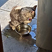 Meeka is registered to the contest to win money with this photo: cat, water_bowl, tile_floor, spill, gray_tabby, sunlight, paw, licking, pet, domestic_animal, indoor, reflection, metal_bowl, flooring, fur, animal_behavior, cleaning, household, shadow, window_light