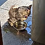 cat, water_bowl, tile_floor, spill, gray_tabby, sunlight, paw, licking, pet, domestic_animal, indoor, reflection, metal_bowl, flooring, fur, animal_behavior, cleaning, household, shadow, window_light