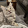 Meeka is registered to the contest to win money with this photo: kitten, cat, pet, indoor, feline, gray_tabby, whiskers, fur, paw, collar, curious, cute, lap, person, clothing, sofa, carpet, coffee_table, home, relaxing