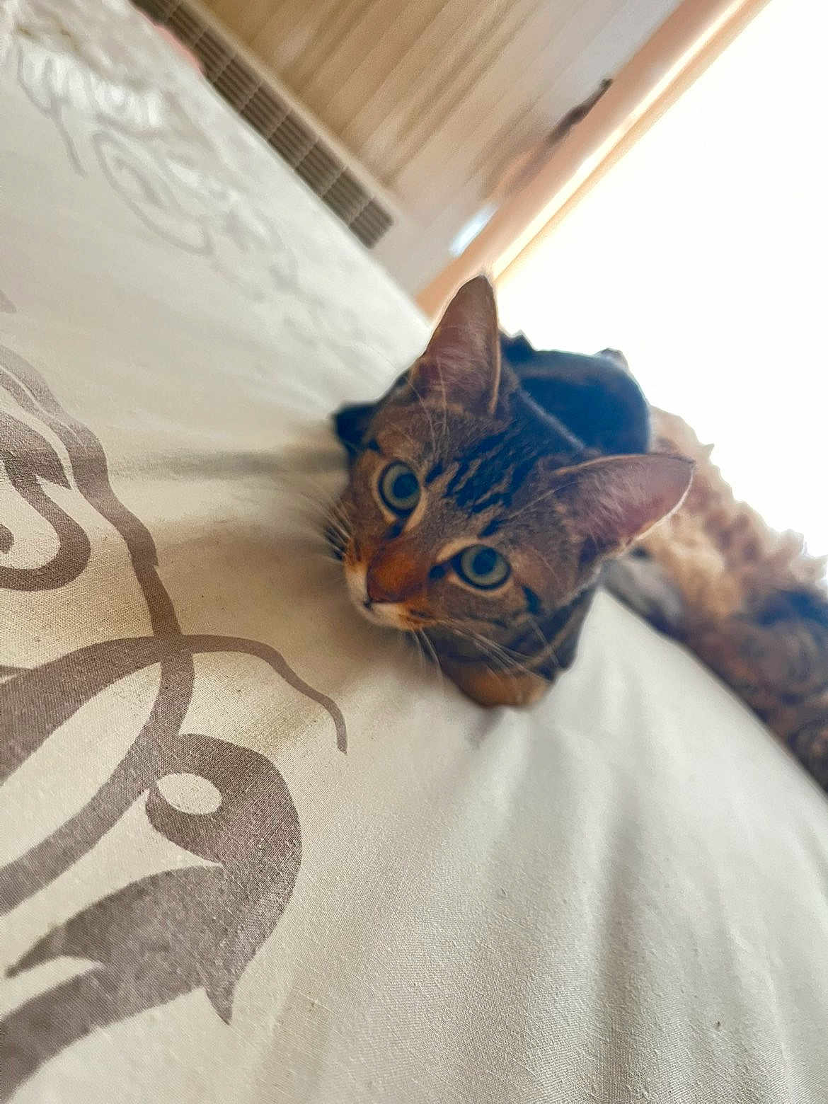 Hadès a rejoint le concours — aidez-le/la à gagner de superbes lots ! cat, tabby, bed, bedspread, pattern, indoor, pet, animal, fur, ears, whiskers, curious, lying_down, closeup, eyes, relaxed, domestic, cozy, feline, resting