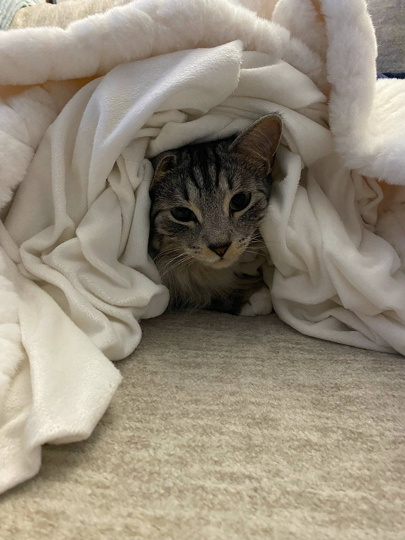 Phoebe is registered to the contest to win money with this photo: bed, beige, carnivore, cat, comfort, domestic_short_haired_cat, fawn, felidae, fur, grey, linens, paw, plant, small_to_medium_sized_cats, snout, tail, terrestrial_animal, tree, whiskers, wildlife