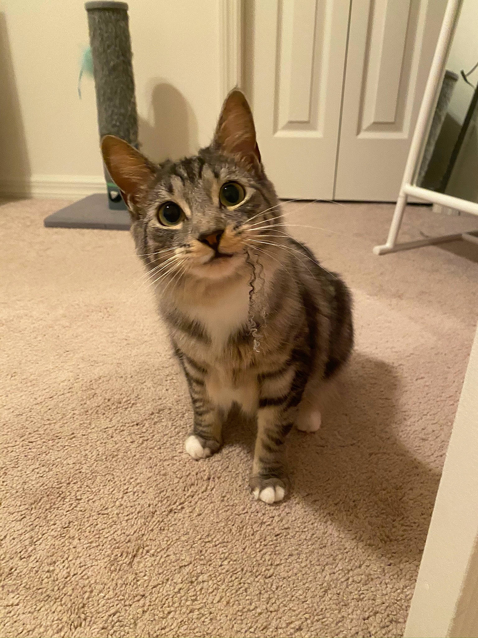 Phoebe joined the competition — help win amazing prizes! carnivore, cat, claw, comfort, domestic_short_haired_cat, door, felidae, flooring, fur, grey, hardwood, paw, sitting, small_to_medium_sized_cats, snout, tail, terrestrial_animal, whiskers, wildlife, wood