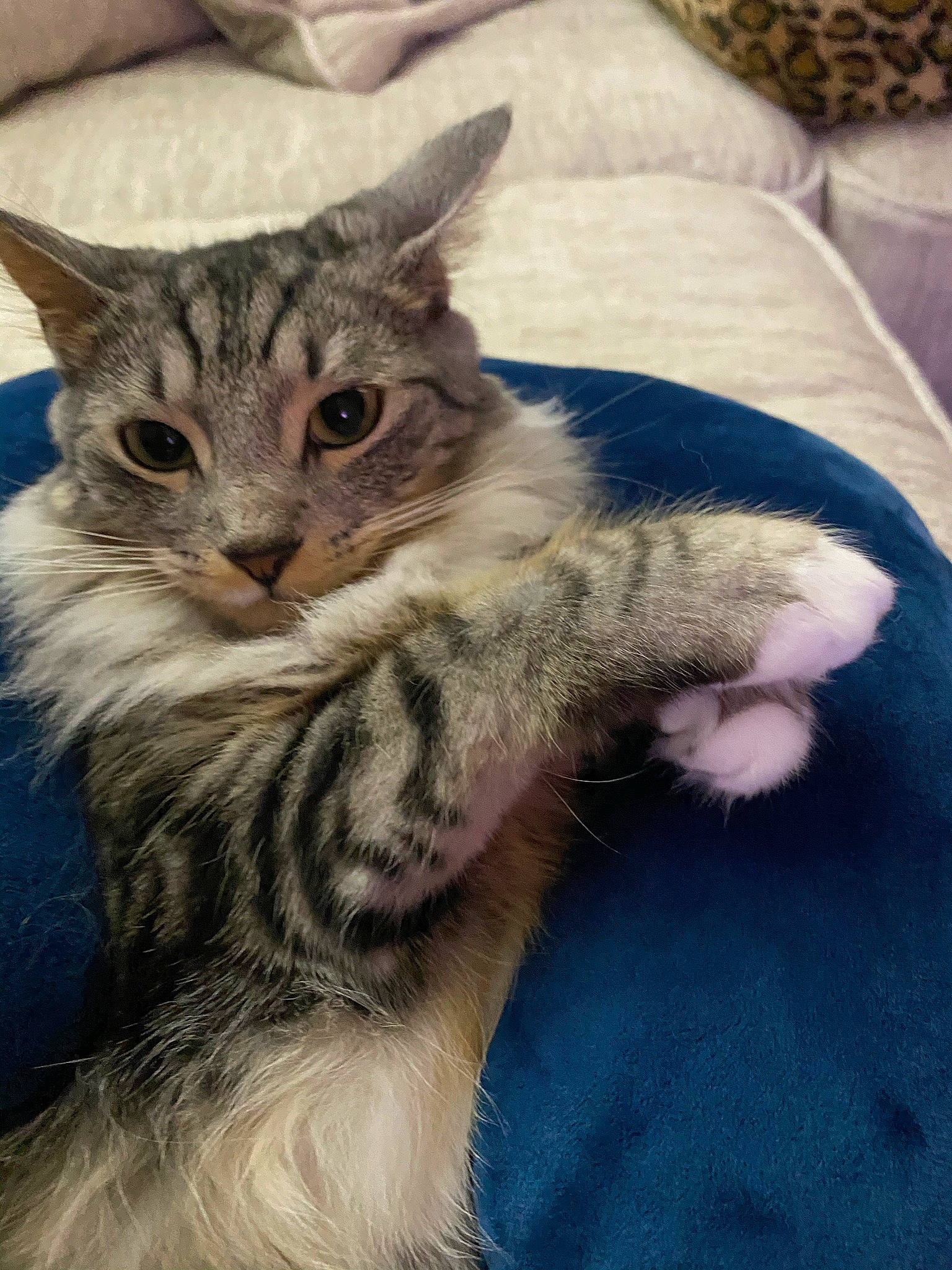 Phoebe joined the competition — help win amazing prizes! carnivore, cat, claw, comfort, domestic_short_haired_cat, felidae, fur, paw, small_to_medium_sized_cats, snout, tail, terrestrial_animal, whiskers, wildlife