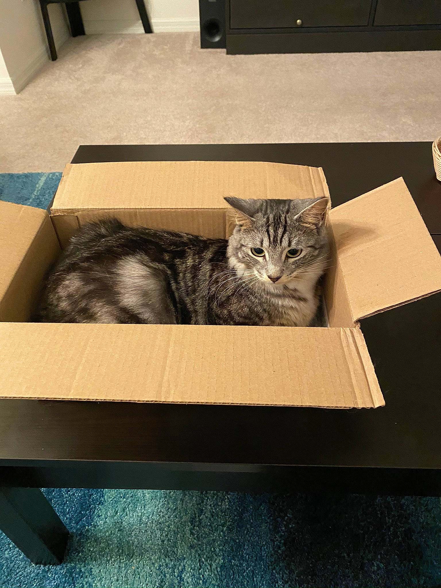 Phoebe joined the competition — help win amazing prizes! carnivore, cat, comfort, couch, felidae, floor, flooring, grey, hardwood, interior_design, living_room, picture_frame, rectangle, room, small_to_medium_sized_cats, table, tail, whiskers, window, wood