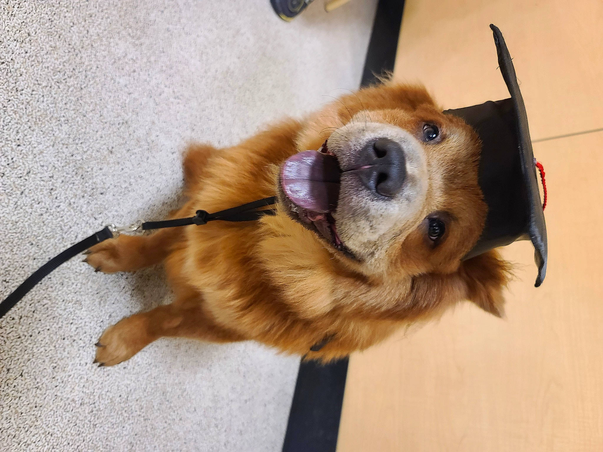 Krypto is registered to the contest to win money with this photo: carnivore, claw, collar, companion_dog, dog, dog_breed, dog_collar, dog_supply, fawn, flooring, fur, paw, pet_supply, snout, sporting_group, tail, terrestrial_animal, whiskers, wood, working_animal