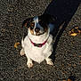 dog, pet, outdoor, asphalt, shadow, collar, autumn_leaves, animal, sitting, looking_up, sunlight, texture, closeup, cute, fur, ears, whiskers, ground, daytime, nature