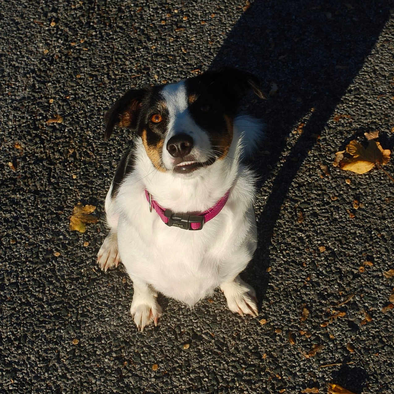 Naya a rejoint le concours — aidez-le/la à gagner de superbes lots ! animal, asphalt, autumn_leaves, closeup, collar, cute, daytime, dog, ears, fur, ground, looking_up, nature, outdoor, pet, shadow, sitting, sunlight, texture, whiskers