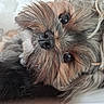 dog, puppy, small_dog, close_up, portrait, scruffy_fur, long_hair, brown_fur, gray_fur, black_nose, large_eyes, glossy_eyes, lying_down, upside_down, indoors, bed, blanket, cute, funny, pet