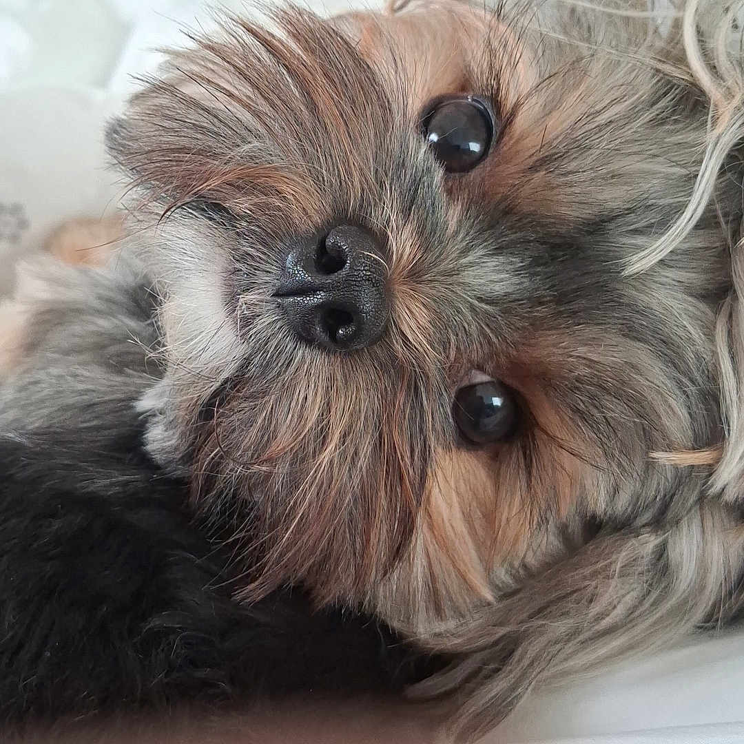 Moly