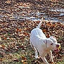 Sunny Dew is registered to the contest to win money with this photo: dog, white_dog, ball, playing, autumn, leaves, grass, outdoor, pet, canine, happy, active, nature, daylight, animal, running, fall, energetic, mouth_open, tail_up