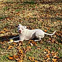 Sunny Dew joined the competition — help win amazing prizes! dog, white_dog, grass, autumn_leaves, outdoor, pet, animal, fall, nature, sunlight, leaf_litter, playful, canine, resting, daylight, yellow_ball, curious, relaxed, park, quiet